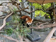 -常州淹城野生动物世界