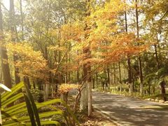 -合肥滨湖国家森林公园