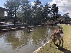 -奈良公园