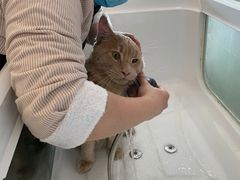 -70cat德文卷毛猫·缅因猫纯种猫舍