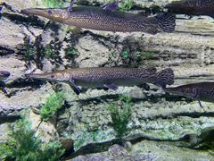 -迪拜水族馆及水下动物园