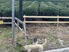 -龙坞茶村