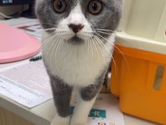 -安安宠医宠物医院·异宠·犬猫内科(岳阳分院)