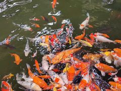 -南宫五洲植物乐园