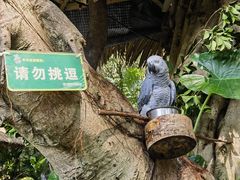 -广州长隆野生动物世界