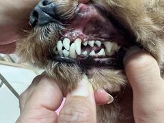 -宠福鑫康馨动物医院·骨科·眼科