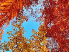 -昆山城市生态森林公园