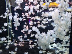 -太平洋海底世界