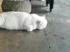 -喵屿·大理花园猫咖