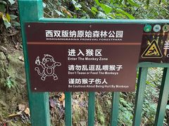 -西双版纳原始森林公园