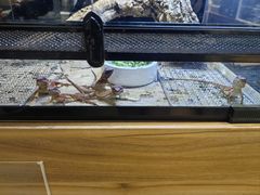 -酷以爬仙阁实体爬宠店·守宫·蜥蜴·专业繁育