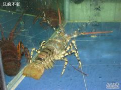 龙虾1-绿色时代大酒店