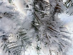 -武陵山森林公园