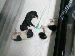 -佳雯宠物医院(四明中路分院)