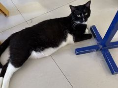 -平行世界·猫咖(首经贸店)