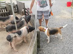 -前小桔亲子创意农场·草莓采摘·露营烧烤