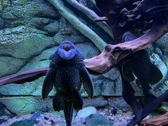 -上海海洋水族馆