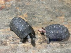 -石家庄市动物园