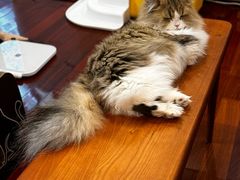 -momokira米努特·德文卷毛猫·棉花面纱犬