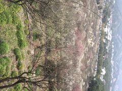 iphone_upload_pic-香雪海