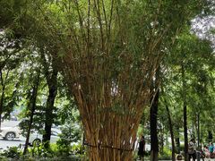 -成都市活水公园