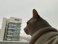 -瑞派宠物医院·24小时骨科·心脏·核磁(哈尔滨南岗店)
