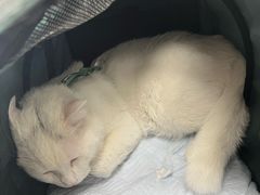 -喜多萌中农锦绣动物医院24H·猫科·牙科MRI·CT