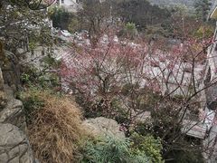 -老幺泉水鸡
