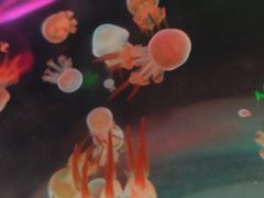 -苏州海洋馆
