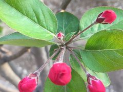 -蛮横肉蟹煲(印象城店)