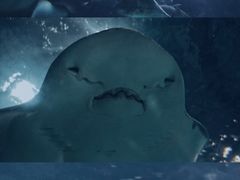 -上海海洋水族馆