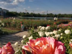 -廊坊文化艺术中心