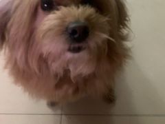 -后卫寨猫耳朵(后卫寨店)