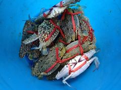 -蓝湾碧波·老字号·疍家非遗海上餐厅