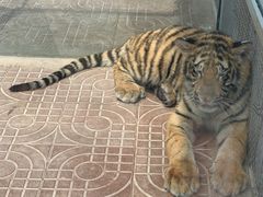 -西霞口神雕山野生动物世界