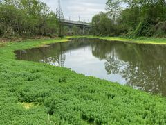 -桤木河湿地公园