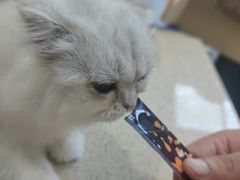 -宠颐生嘉德动物医院