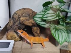 -酷以爬仙阁实体爬宠店·守宫·蜥蜴·专业繁育