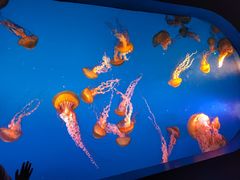 -太平洋海底世界