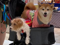 -代数学家algebraist(诚品店)