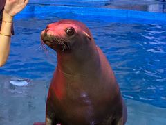 -烟台海昌鲸鲨海洋公园