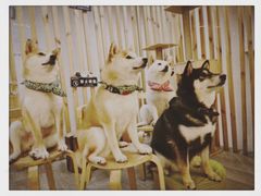 -柴迷FANS CLUB·柴犬狗咖·猫咖