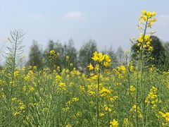 -田园东方蜜桃村的田野营地