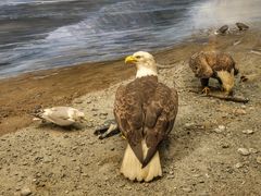 -美国自然历史博物馆