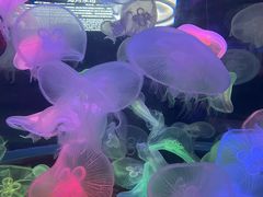 -太平洋海底世界