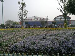 -荷兰花海