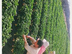 -大自然农场蔬菜草莓采摘园