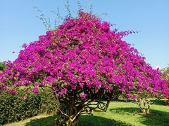 -中国科学院西双版纳热带植物园