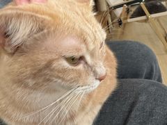 -是阿柴呀！柴犬咖啡·爱喵喵猫咖