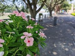 -大湾区中央湿地公园